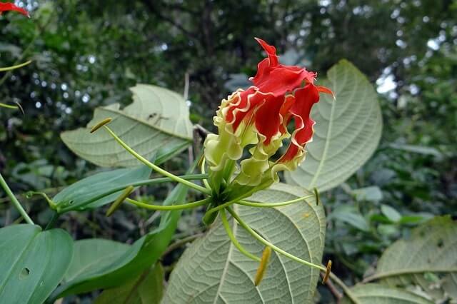 Gloriosa richtig überwintern - Tipps und Tricks