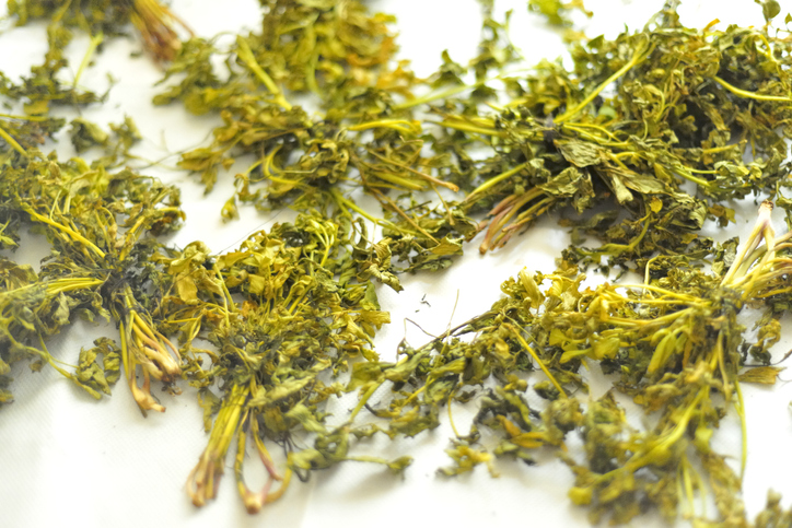 Liebstöckel im Backofen trocknen - so gelingt es