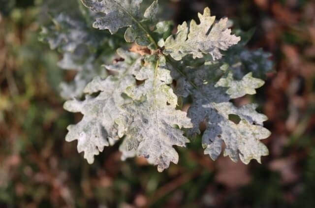 Mehltau an Eiche behandeln
