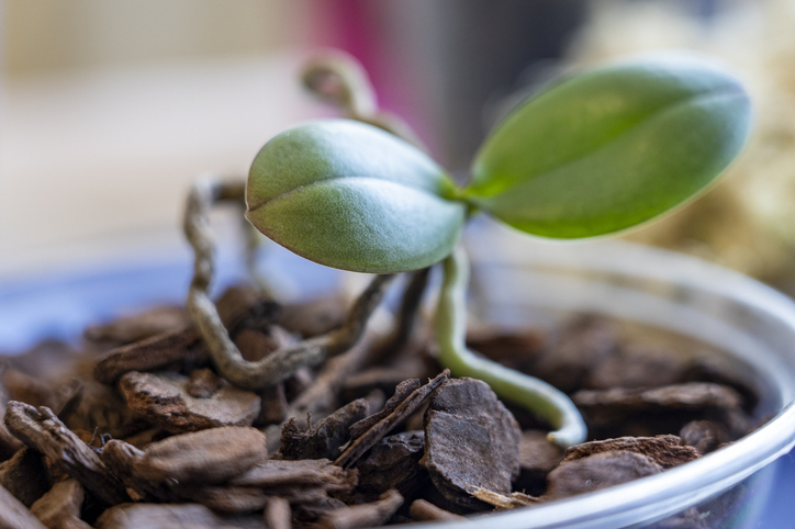 Methoden für die Aussaat ohne Nährboden
