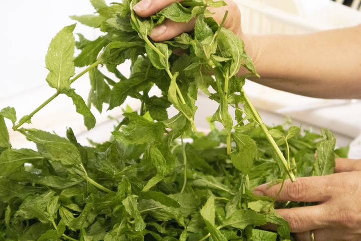 Minze trocknen - die Vorbereitung