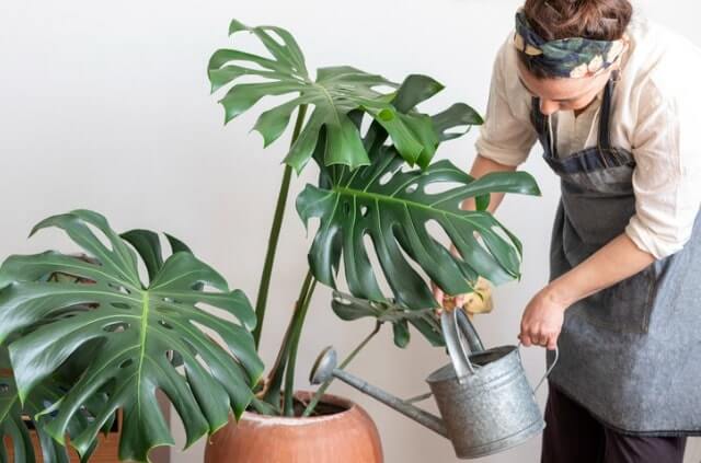 Monstera - praktische Tipps zur Pflege