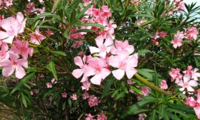 Oleander nach dem Winter schneiden