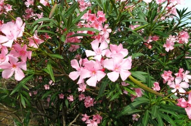 Oleander nach dem Winter schneiden
