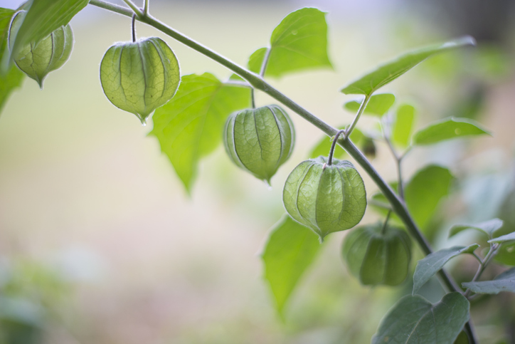 Physalis peruviana in Deutschland ziehen