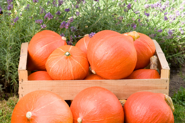 Richtiger Erntezeitpunkt