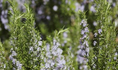 Rosmarin im Garten auspflanzen
