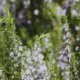 Rosmarin im Garten auspflanzen