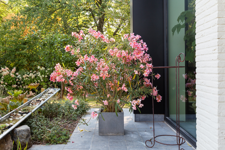 Schnittmaßnahmen nach der Winterruhe