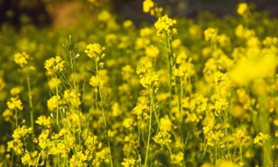 Senf im Garten säen