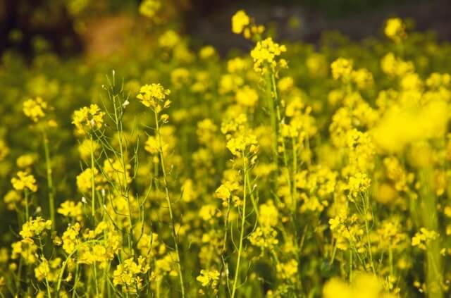 Senf im Garten säen