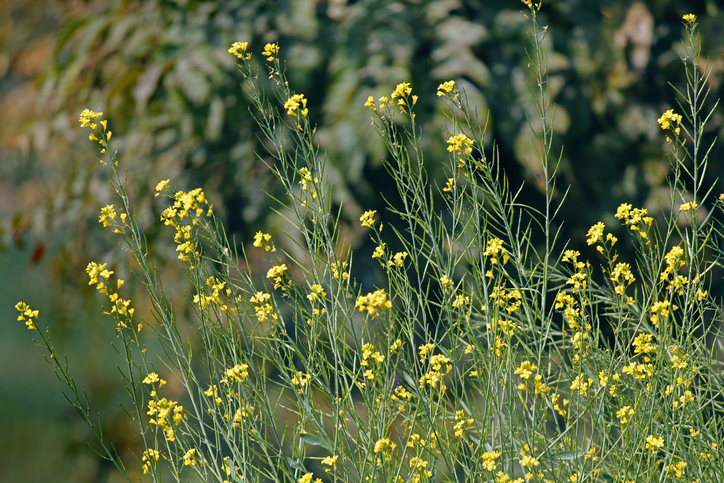 Senfarten und Anpflanzen