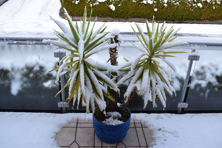 Überwinterung von Kübelpflanzen