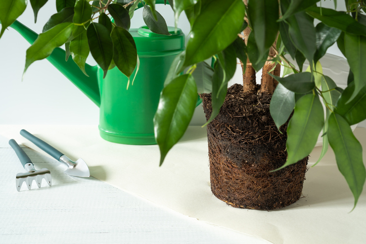 Untersuchung des Wurzelballens