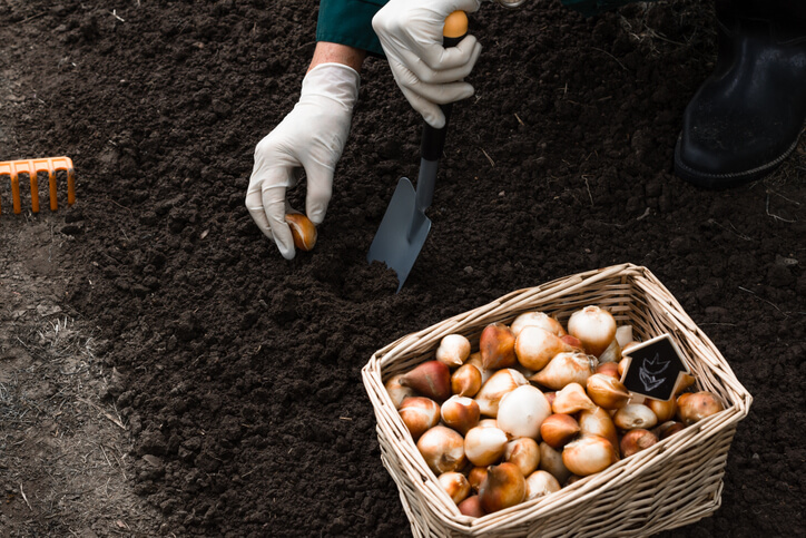 Vor der Blüte Die Zwiebel richtig setzen