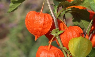 Wächst Physalis am Baum