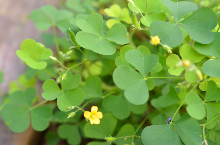Wann muss Glücksklee umgetopft werden