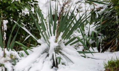 Yucca Palme vor Frost schützen