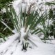 Yucca Palme vor Frost schützen