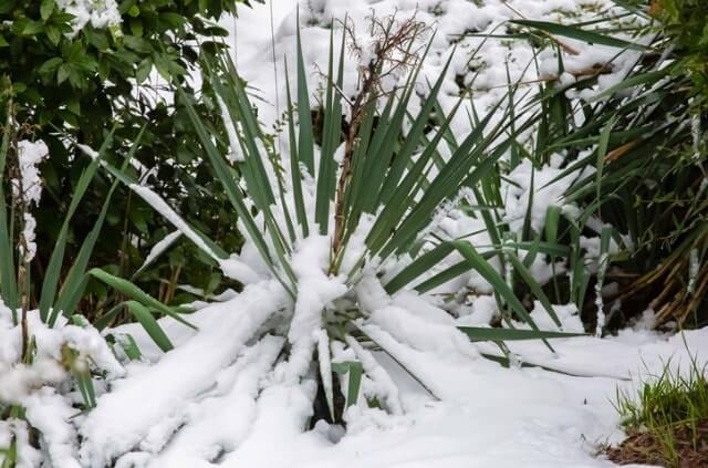 Yucca Palme vor Frost schützen