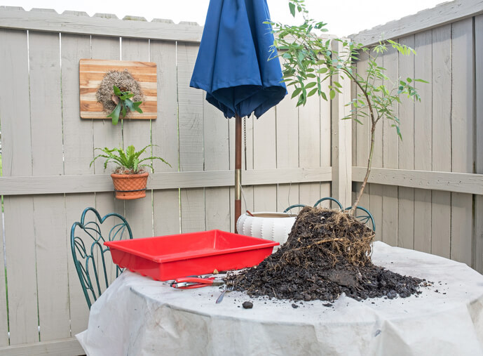 Blauregen durch Stecklinge vermehren