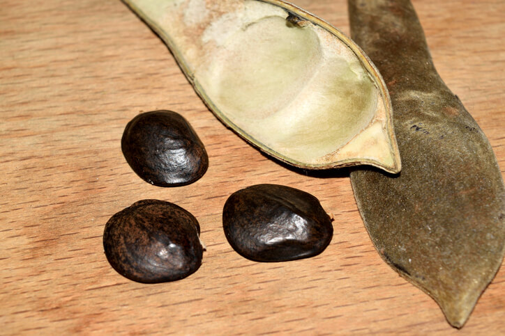 Blauregen mit Samen vermehren