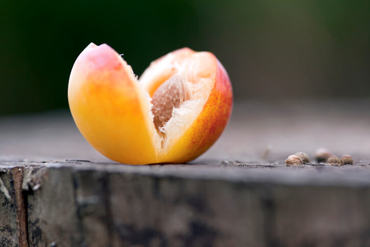 Mirabellen aus einem Kern vermehren