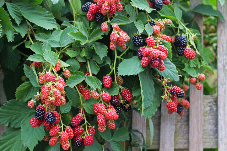 Welche Arten von Brombeeren gibt es