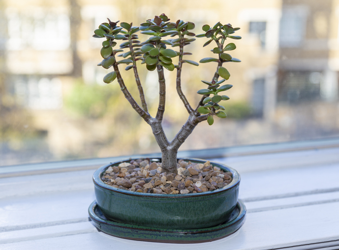 5 wichtige Schritte zum Bonsai-Geldbaum