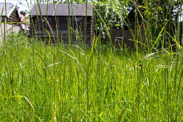 Achtung Giftpflanzen