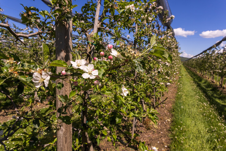 Alternanz als Auslöser für das Ausbleiben der Blüte