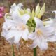 Amaryllis in weiß - die besten Pflegetipps