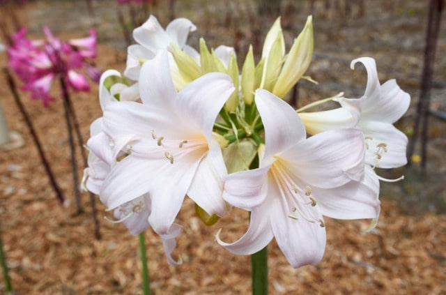 Amaryllis in weiß - die besten Pflegetipps