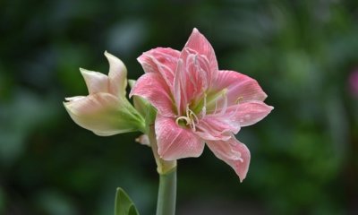 Amaryllis richtig schneiden