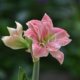 Amaryllis richtig schneiden