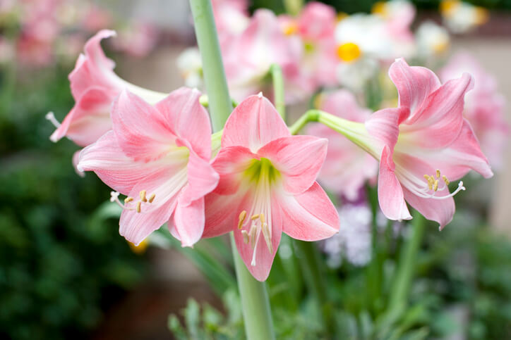 Amaryllis wieder zum Blühen bringen