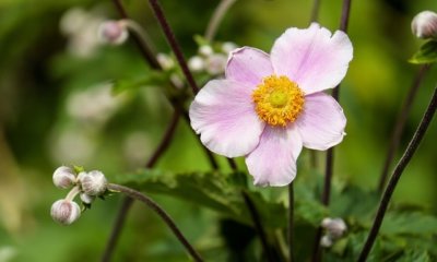 Anemonen pflanzen - Anleitung und Profi-Tipps