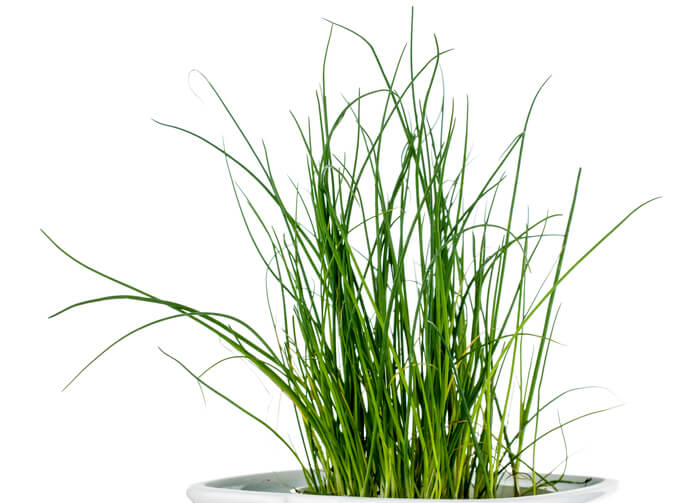 Aussaat im Topf Das ist wichtig