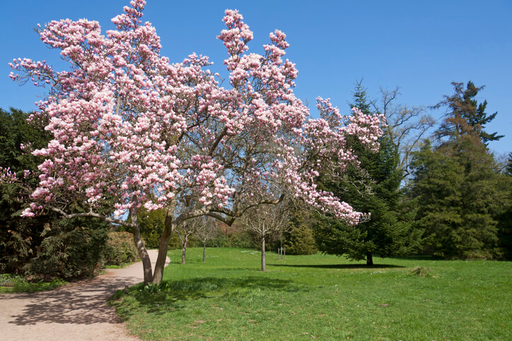 Aussehen und Wachstum der Magnolie