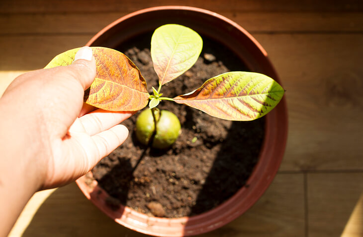 Avocado Samen direkt einpflanzen