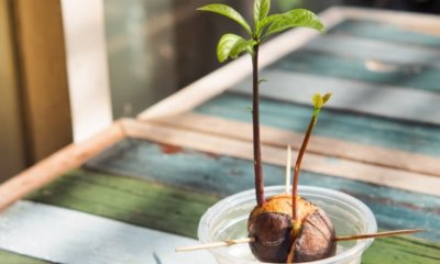 Avocado über Stecklinge oder Samen vermehren