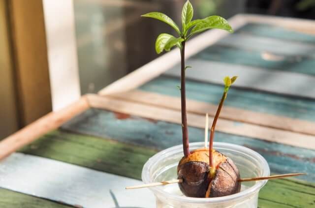 Avocado über Stecklinge oder Samen vermehren