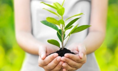 Bäume aus Samen selber züchten - wertvolle Tipps und Tricks