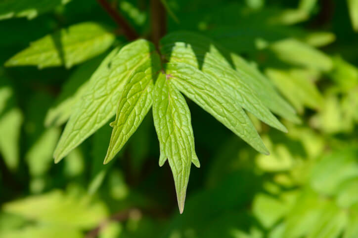Baldrianblätter - dem Feldsalat ähnlich
