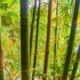 Bambus bekommt gelbe Blätter - was tun