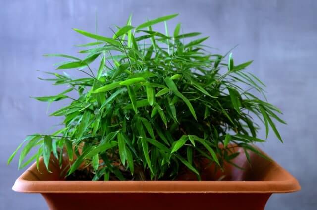 Bambus durch Stecklinge vermehren