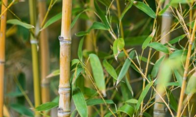 Bambus mit Kaffeesatz düngen - so gelingt das Vorhaben