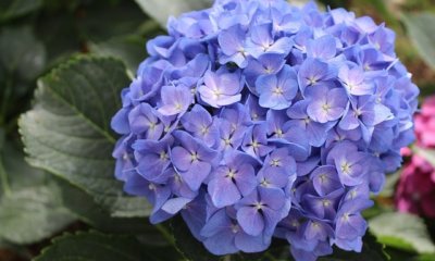 Bauernhortensie - Pflege im Topf und im Kübel