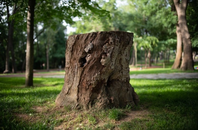 Baumstamm aushöhlen - so wird es gemacht