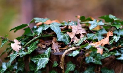 Baumstumpf mit Efeu bepflanzen